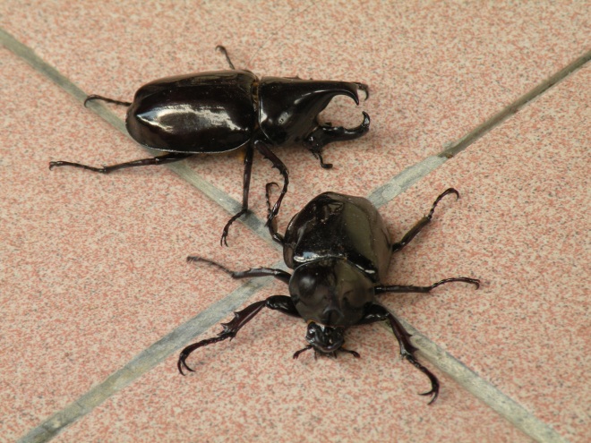 Rhinoceros beetles